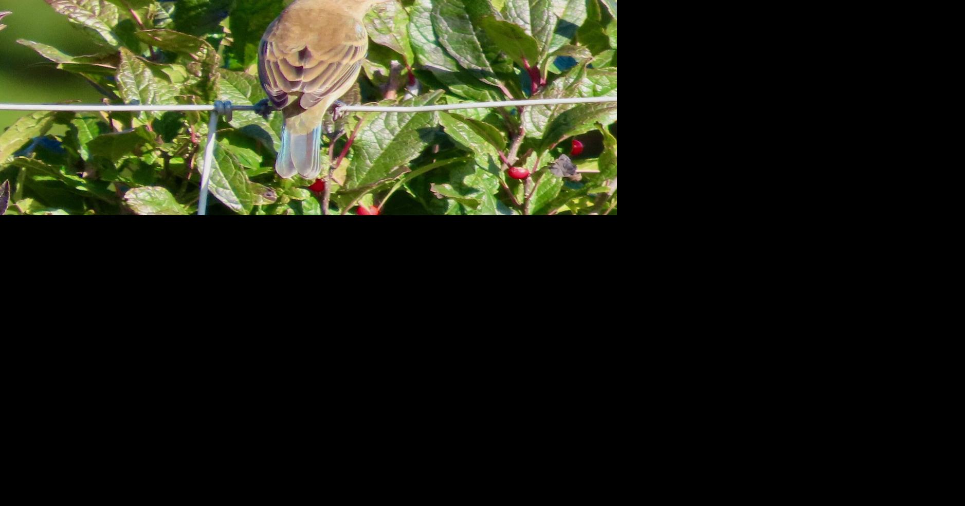 Immature Indigo Bunting visits Bartlett’s Farm | Lifestyle | ack.net