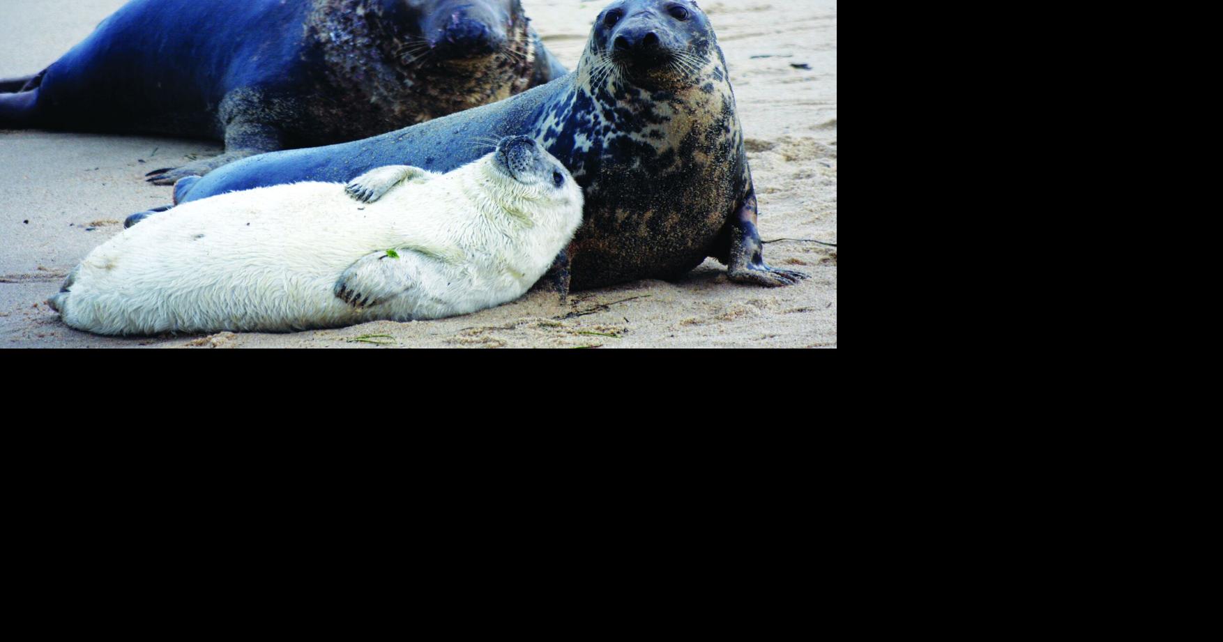 Seals: Love em or hate em, they're not going anywhere | Nantucketmag ...