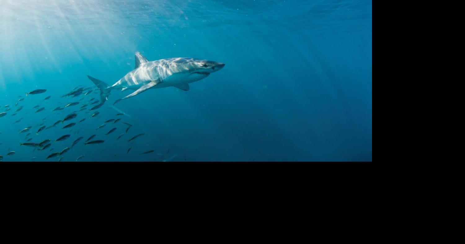 State passes emergency fishing protections for white sharks aimed at Nantucket