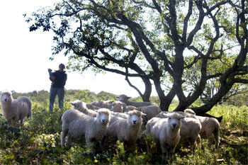 NCF Research Proves Sheep An Effective Tool In Maintaining Grasslands ...