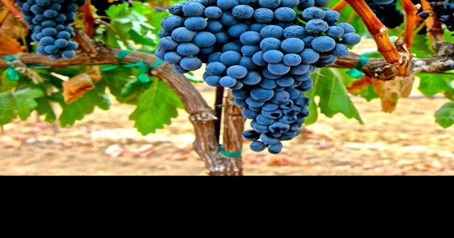 A fan of Spanish Rioja? Let’s learn about tempranillo | Lifestyle | ack.net