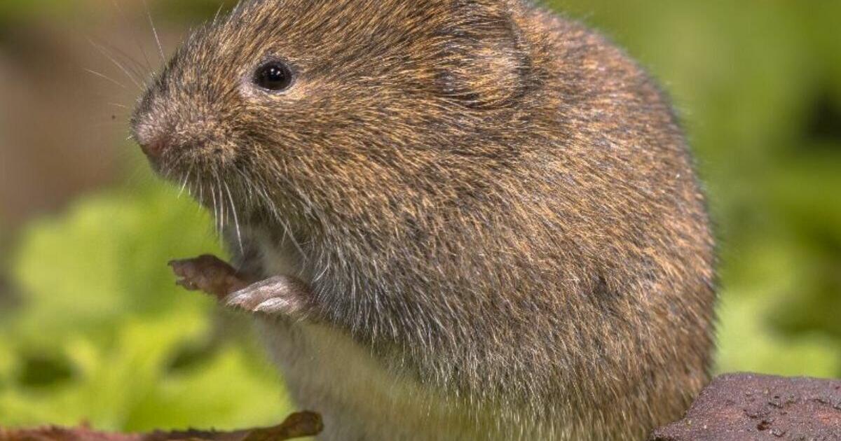 French Rabbit Pest Rabbits not the only garden pest: Meet the vole | Lifestyle | ack.net
