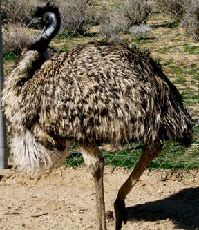 Emus make themselves at home with Hi-Desert woman | | adowl ...