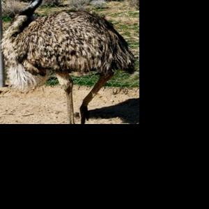 Emus make themselves at home with Hi-Desert woman | | adowl ...