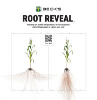 BECKS HYBRIDS - Ad from 2025-08-23