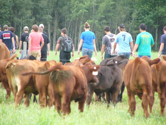 Cattle share pasture with students