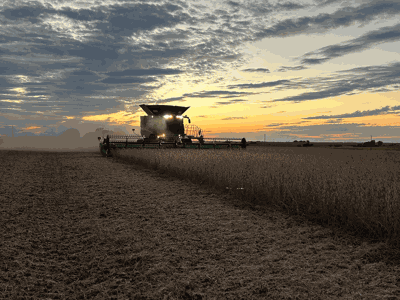 combine in corn field at sunset