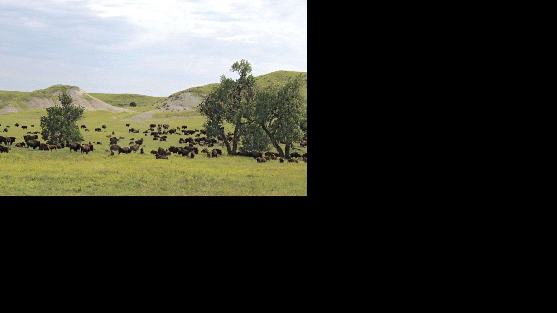The holistic approach Bison ranch works with the land Livestock