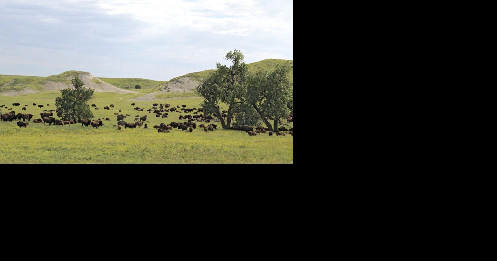 The holistic approach: Bison ranch works with the land