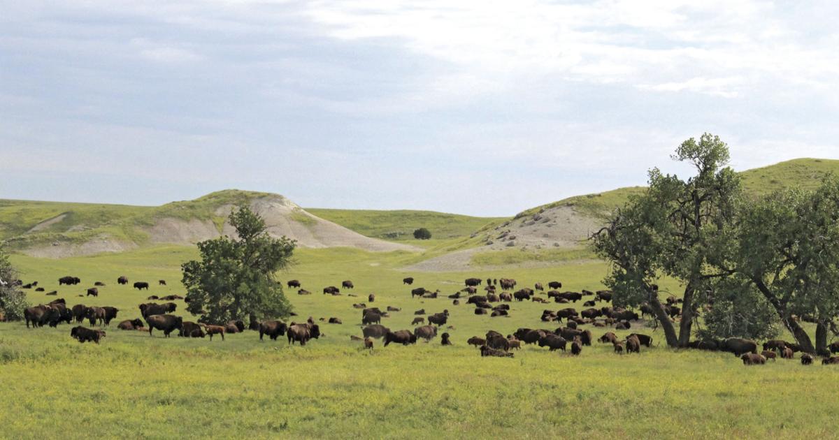 The holistic approach: Bison ranch works with the land