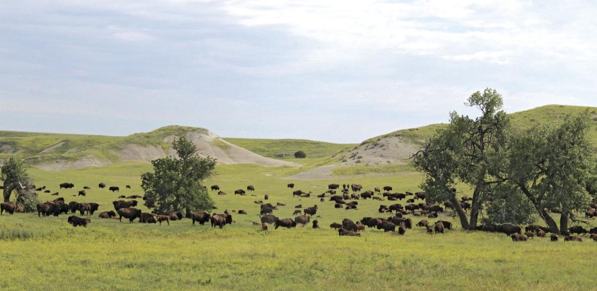 The holistic approach Bison ranch works with the land