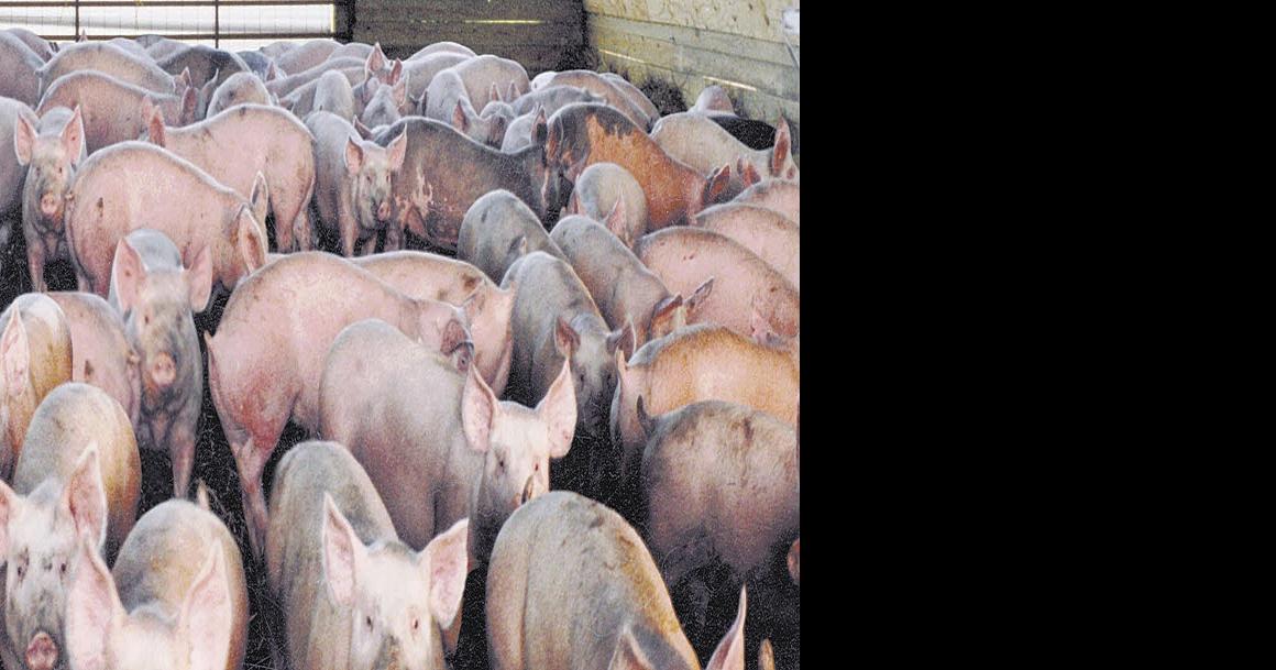 Shortage of skilled labor one of many issues affecting pork producers