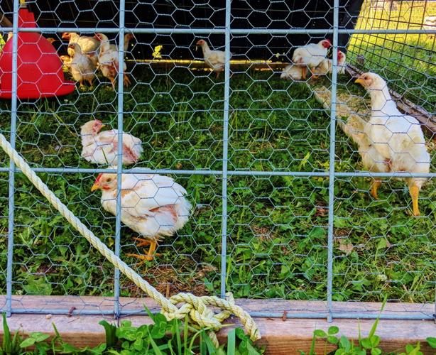 Cornish Rock chickens at Farm Sweet Farm