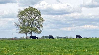 Cattle graze cover crop