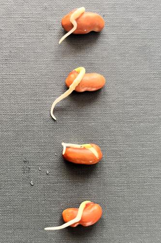 (A) Germination 1.JPG