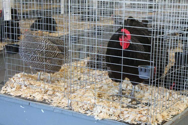 Missouri State Fair chickens