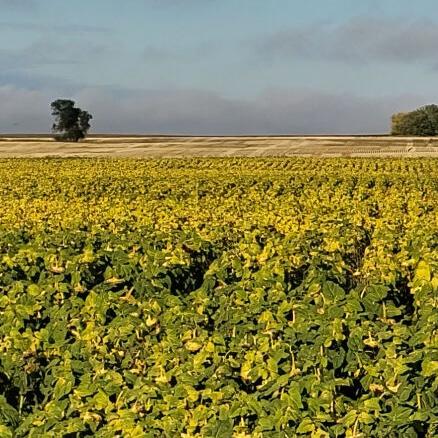 Sunflowers develop on Bock Farms