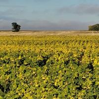 Sunflowers develop on Bock Farms