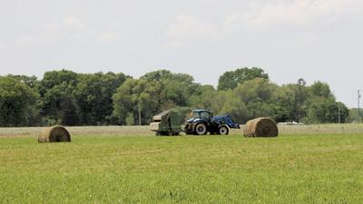 hay harvest