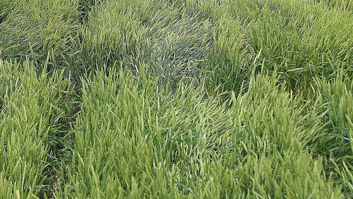 wheat acreage in Illinois