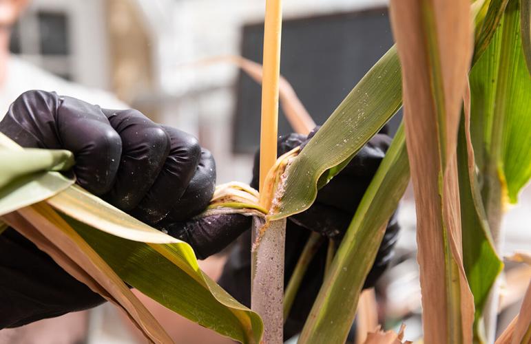 Sorghum stem