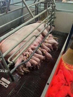 Coaching cowboys 3.jpg