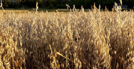 Oats