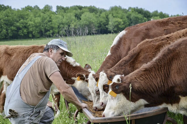 Chuck Bolstad with Herefords