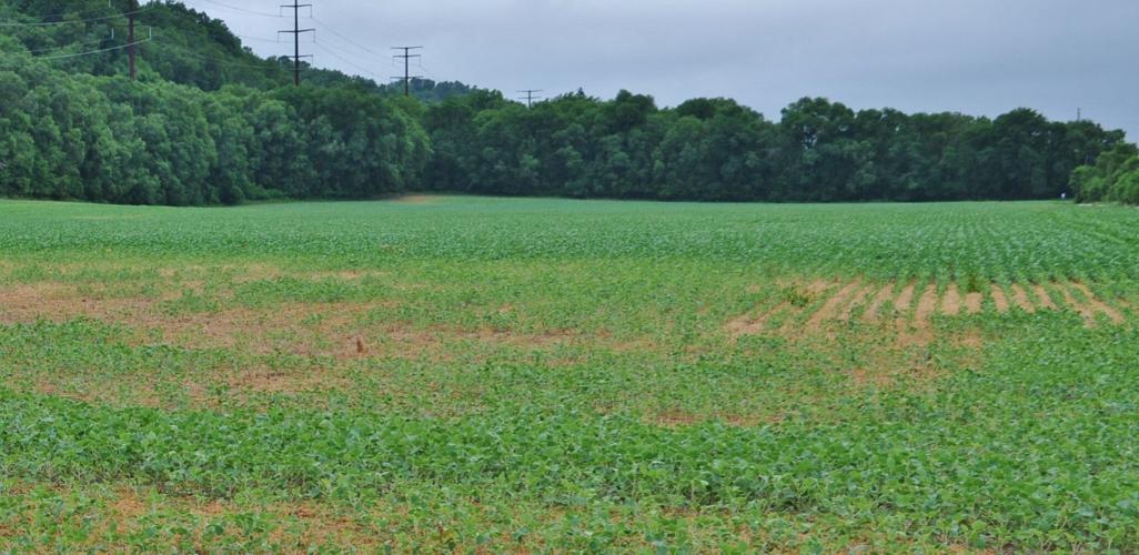 Soybean field