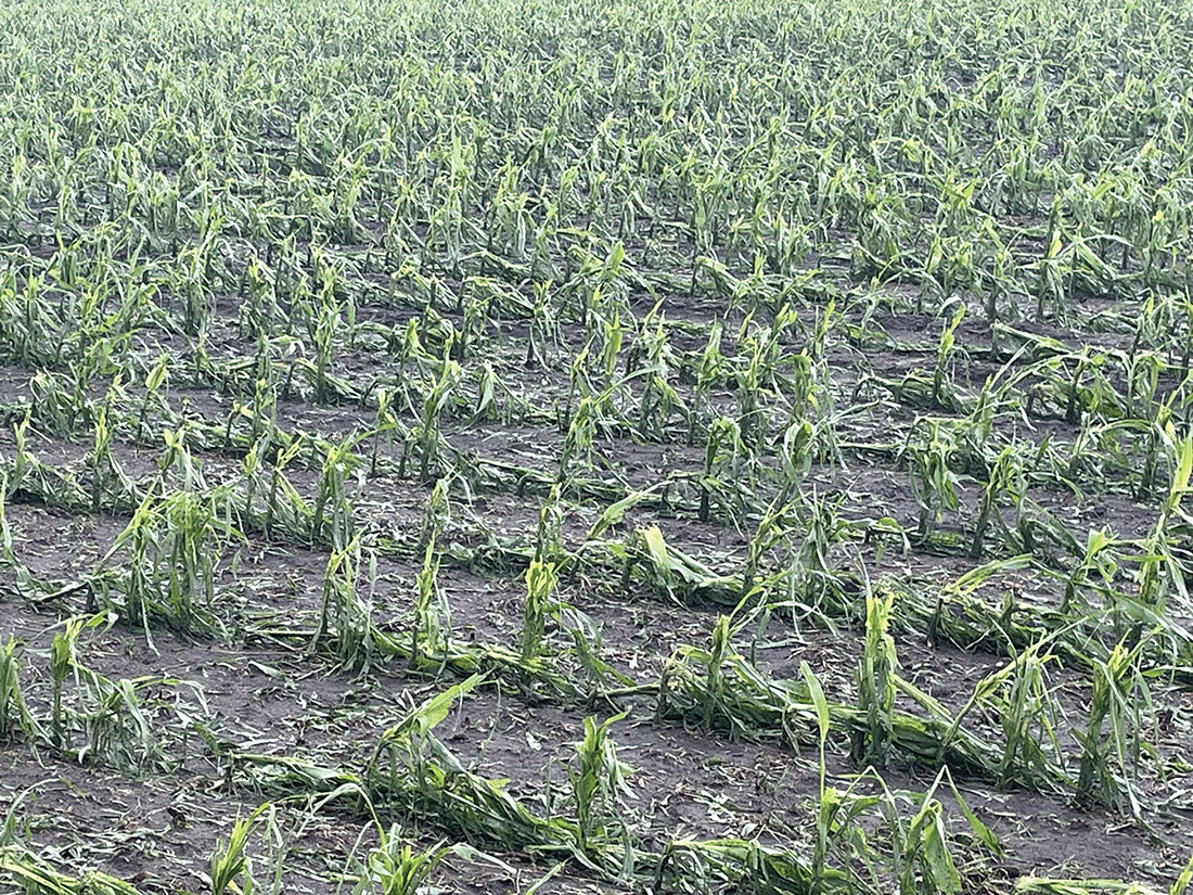 hail damage to corn field