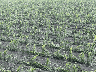 hail damage to corn field