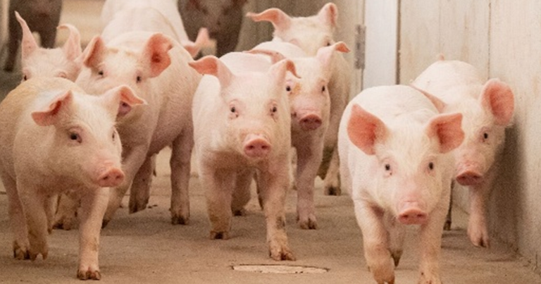 Rooted in Pork: Hogs help northwestern Iowa communities thrive