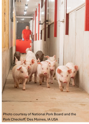 Hogs economic impact
