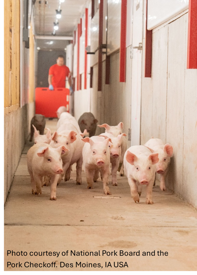 Hogs economic impact