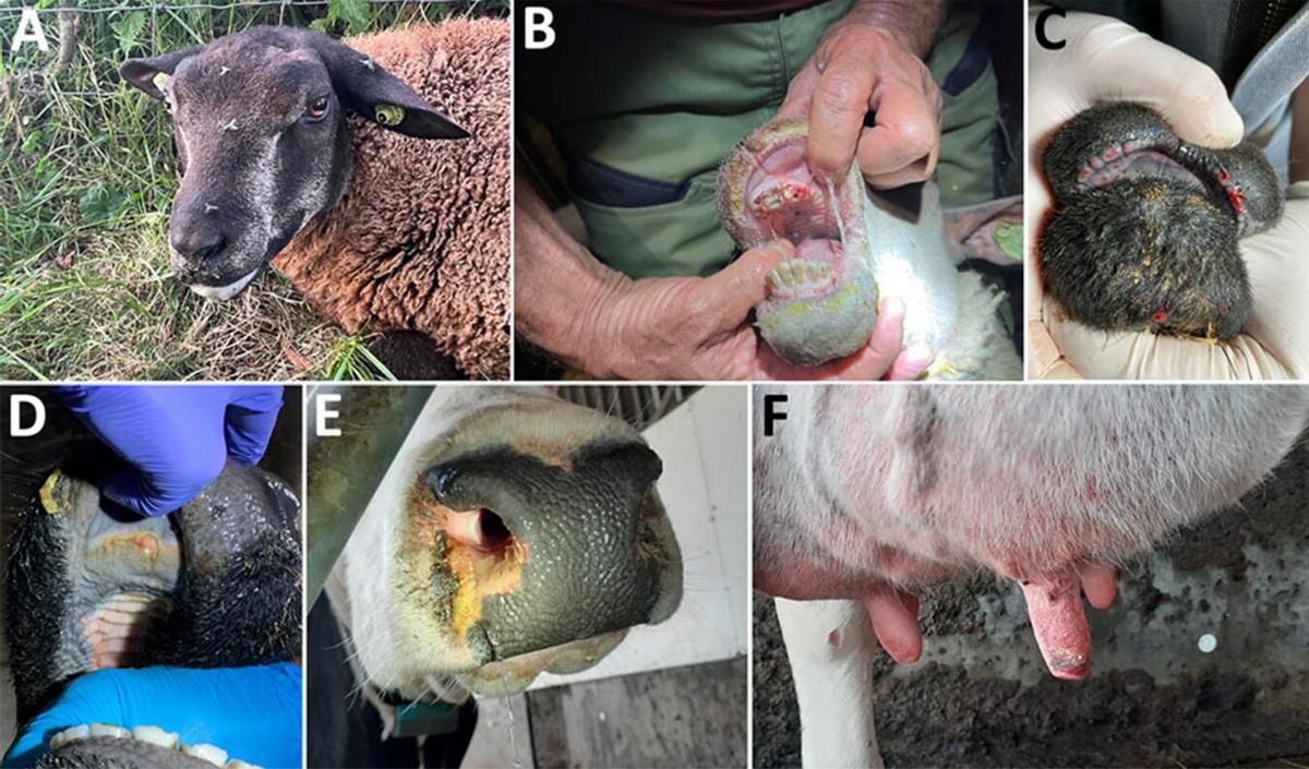 Bluetongue symptons