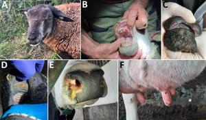 Bluetongue symptons