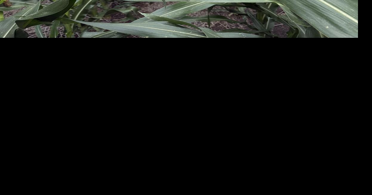 CW Holzwarth (3).jpg