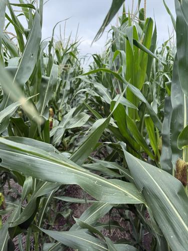 CW Holzwarth (3).jpg