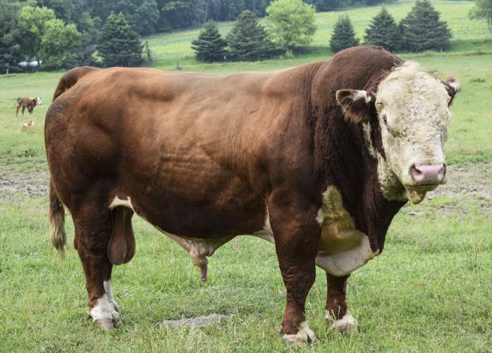 Hereford bull