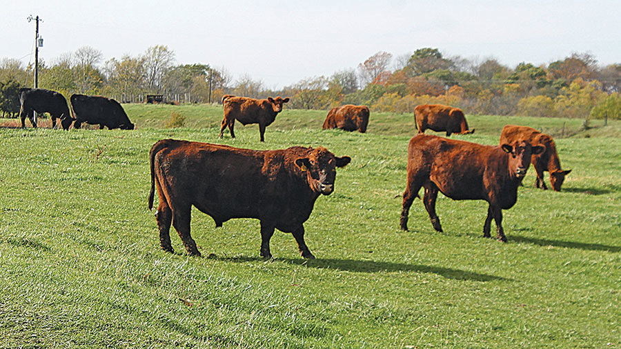 Cattle graze in a field