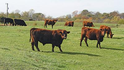 Cattle graze in a field