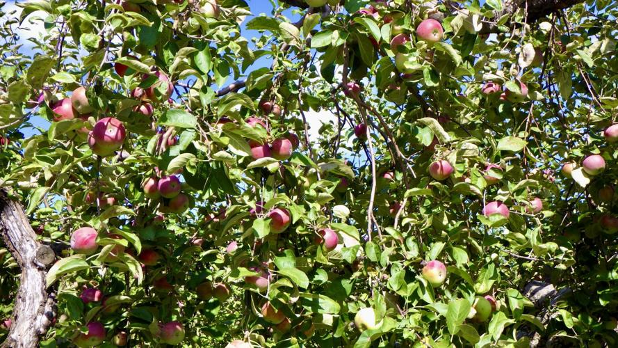 Apples