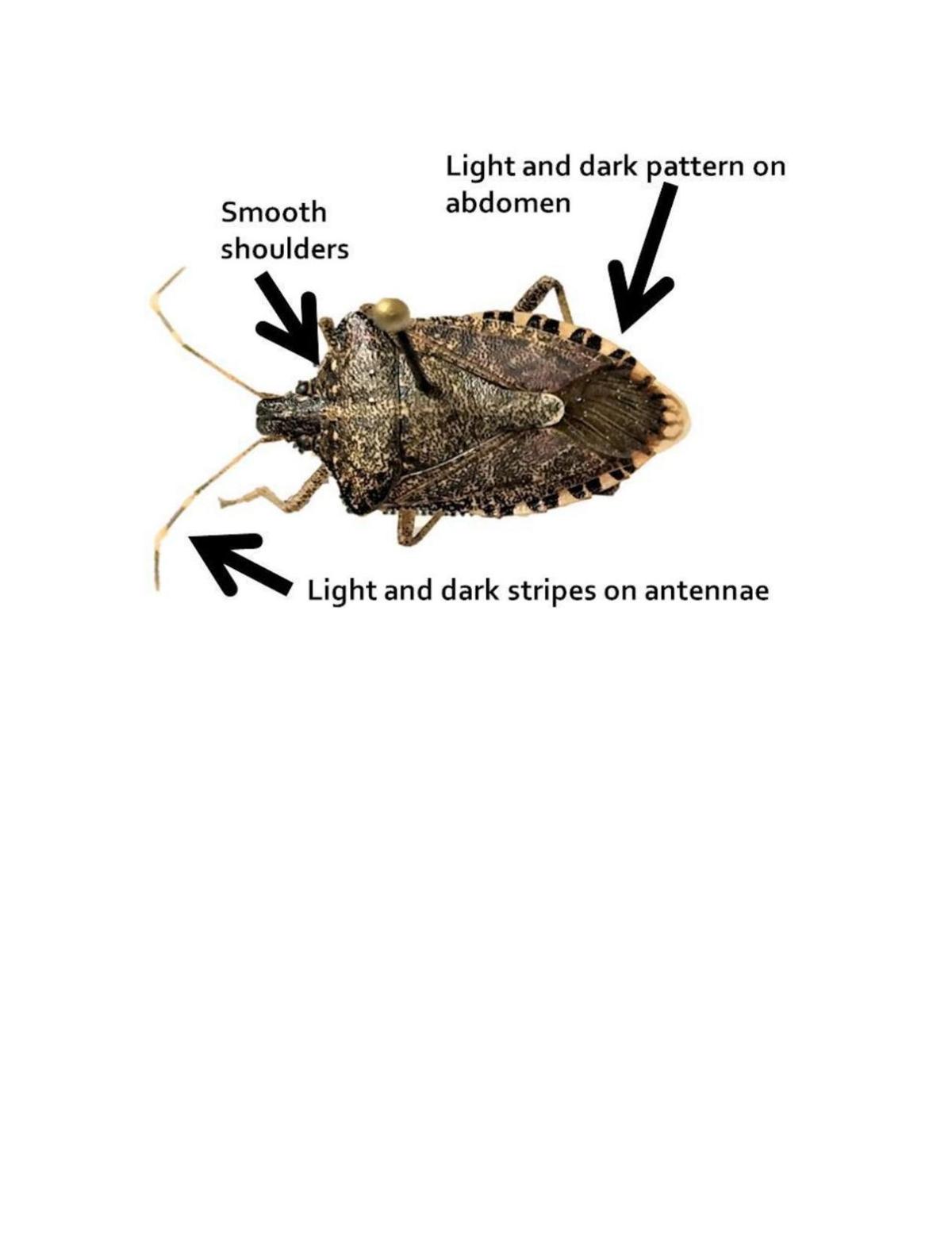 Identification of brown marmorated stink bug