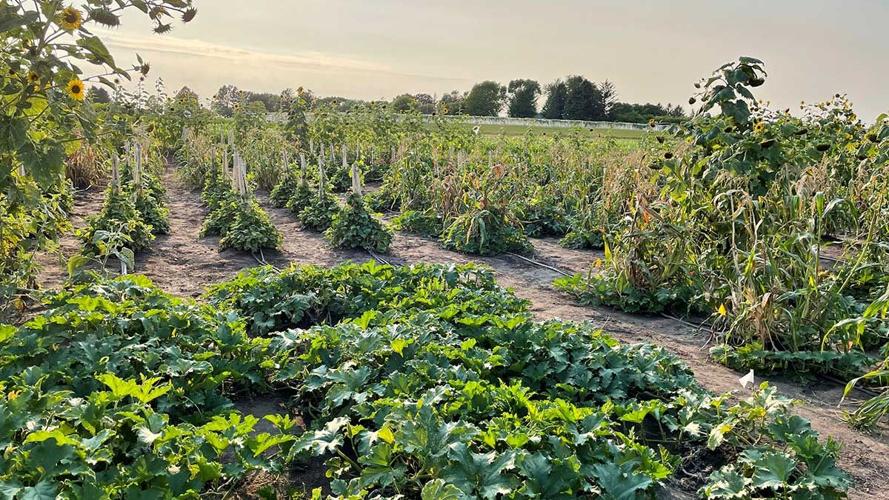 three sisters generally were considered to be corn, beans and squash