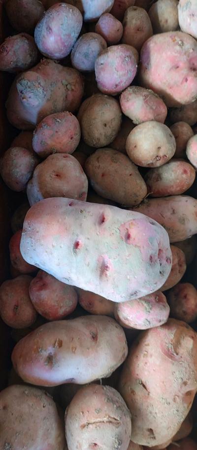 Johnson farm on ‘downhill side’ of fall planting