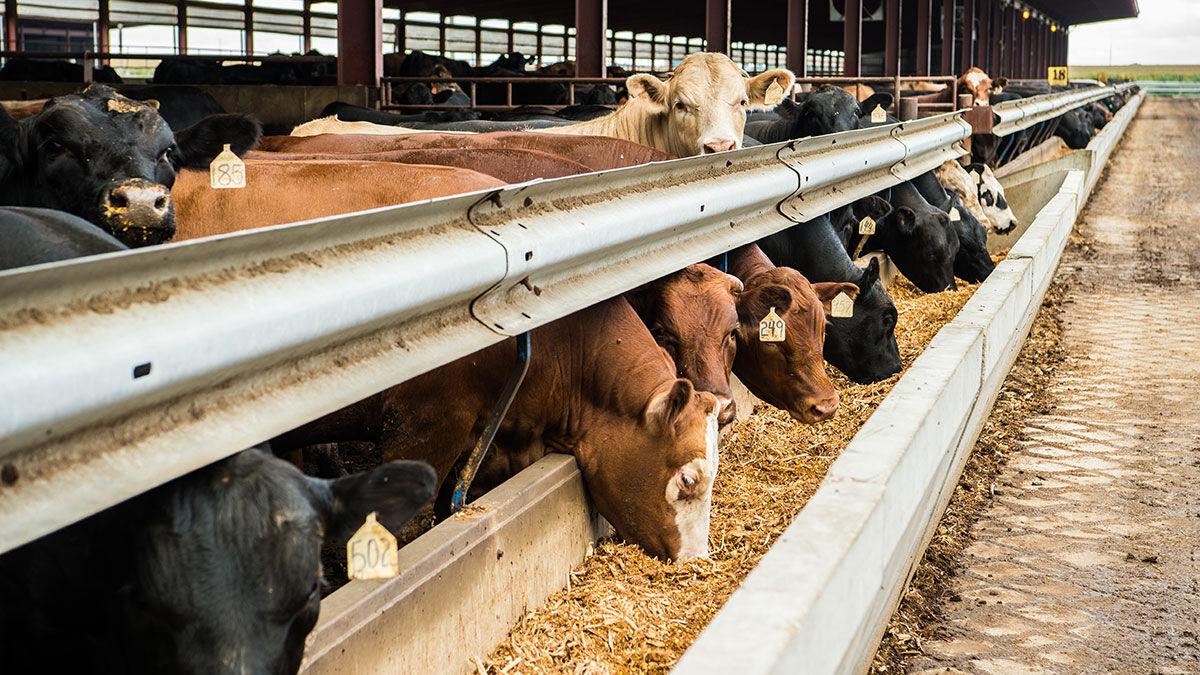 Cattle at feeder