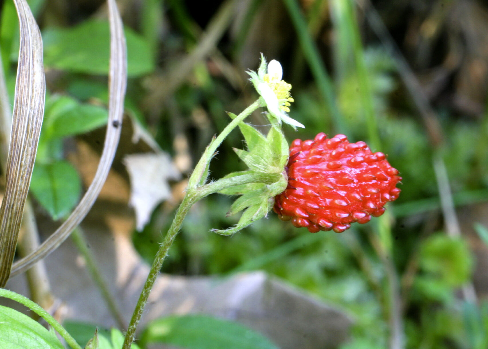 Strawberry