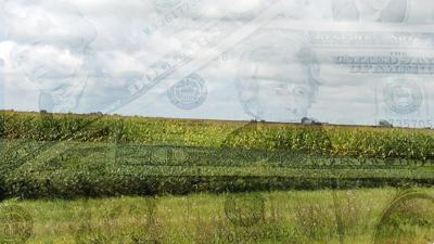 Corn and soybean fields with money