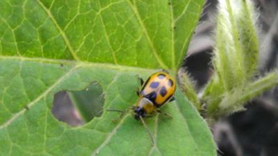 bean leaf beetles