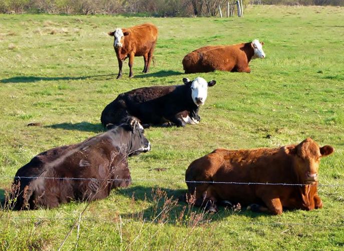 Cattle lounge on pasture